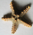/products/protoreaster-nodosus1/